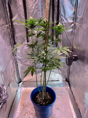 Growreport Bild 4