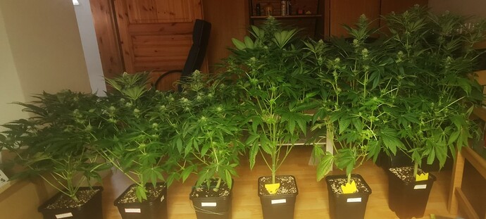 Growreport Bild 26