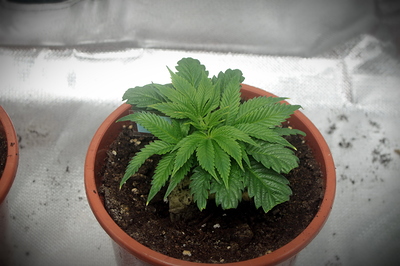 Growreport Bild 4