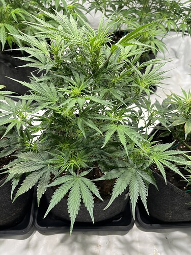 Growreport Bild 4