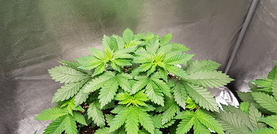 Growreport Bild 26