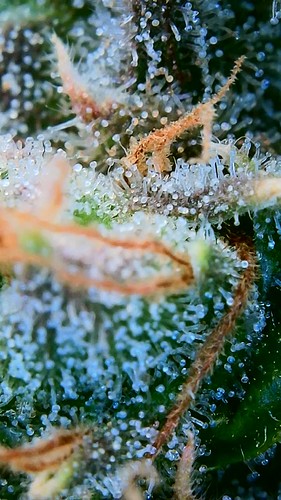 Growreport Bild 21