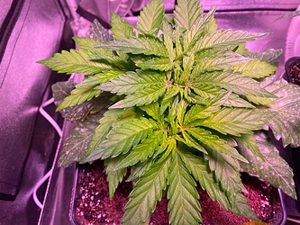 Growreport Bild 4