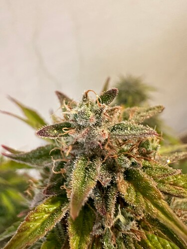 Growreport Bild 11