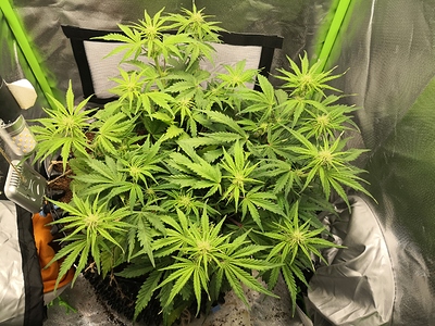 Growreport Bild 1