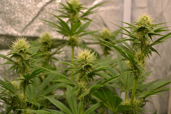 Growreport Bild 3