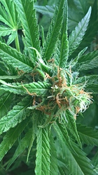 Growreport Bild 1