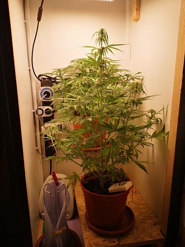 Growreport Bild 3