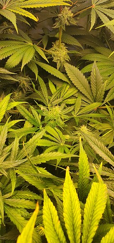 Growreport Bild 2