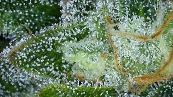 Growreport Bild 37