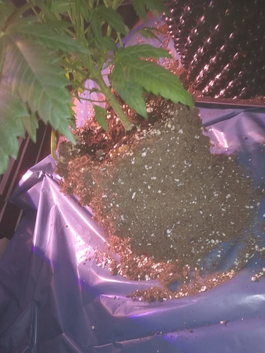 Growreport Bild 4