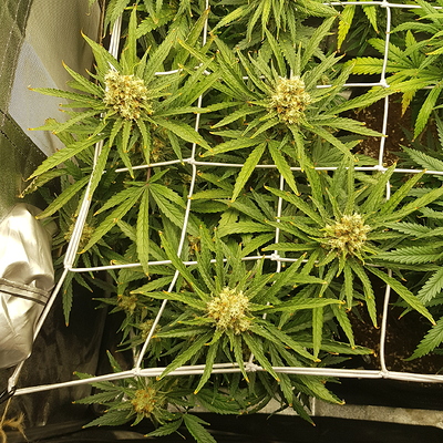 Growreport Bild 7
