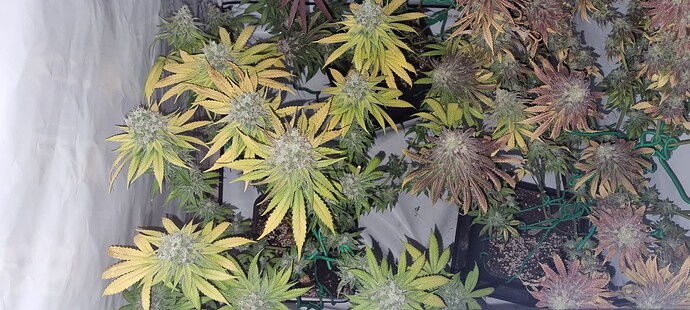 Growreport Bild 18