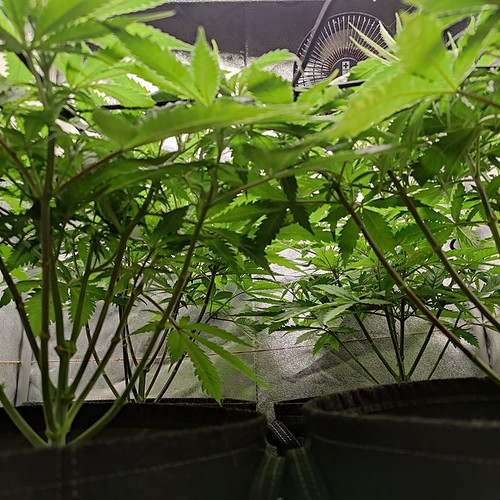 Growreport Bild 7