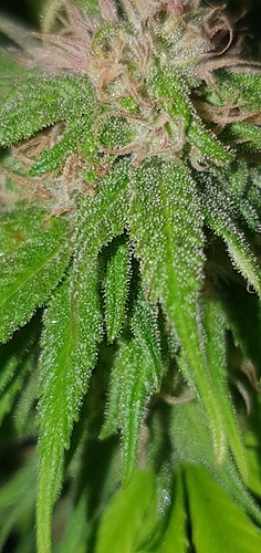 Growreport Bild 1