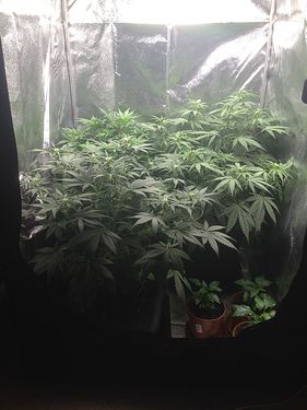 VT35_1501_BW2_Urwald