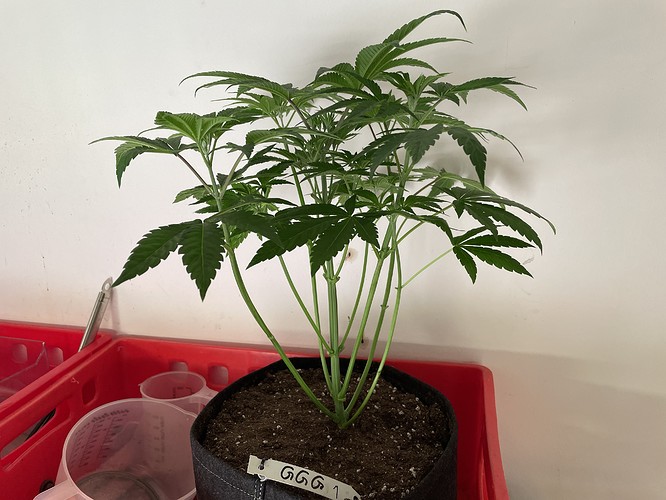 Growreport Bild 3