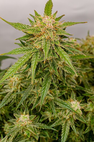 Growreport Bild 1