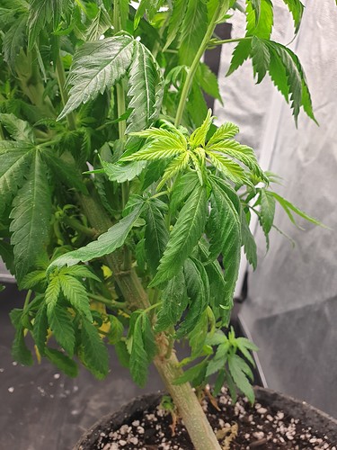 Growreport Bild 3