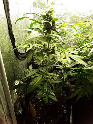 Growreport Bild 2