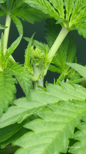 Growreport Bild 13