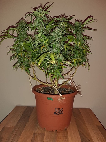 Growreport Bild 1