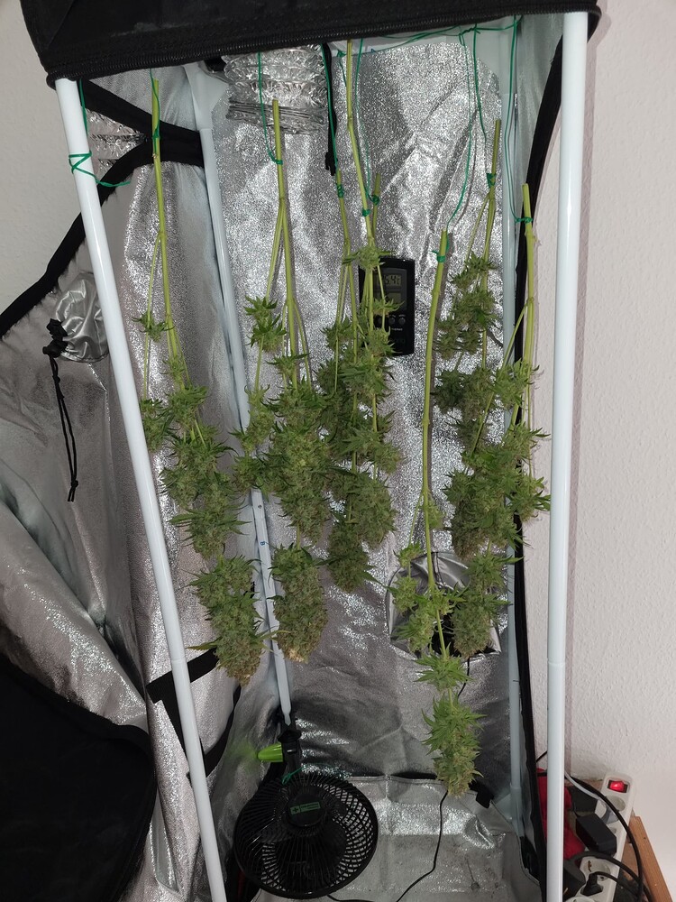 Mein erster Indoorgrow mit 1x critical