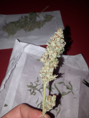 Growreport Bild 5
