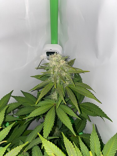 Growreport Bild 5