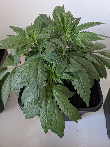 PXL_20210729_133552809 - Kopie