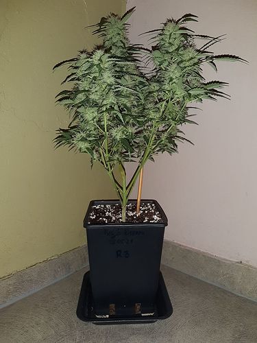 Growreport Bild 7