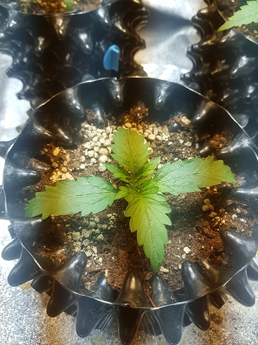 Growreport Bild 32