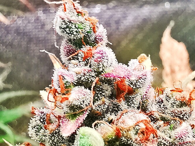 Growreport Bild 3