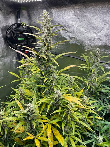 Growreport Bild 4