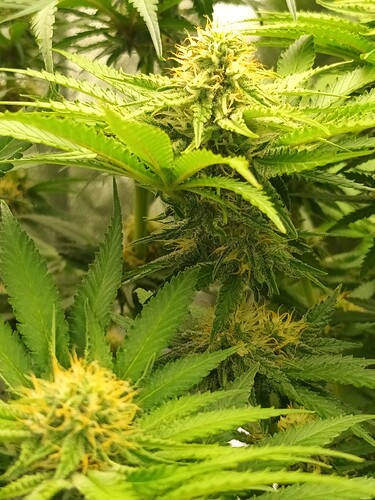 Growreport Bild 26