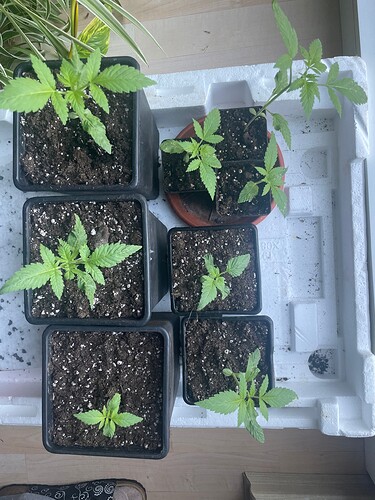 Growreport Bild 27