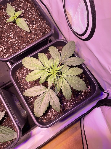 Growreport Bild 14