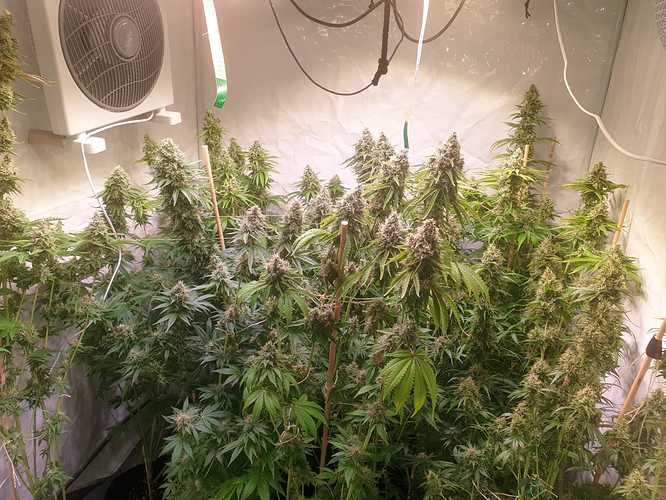 Growreport Bild 9