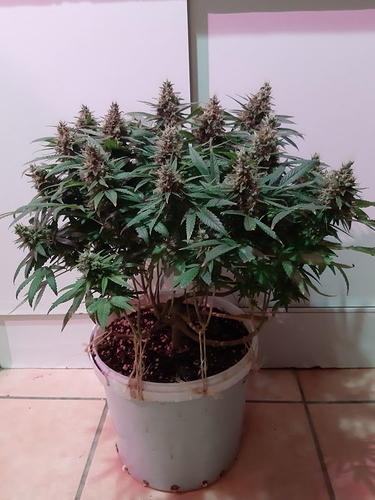 Growreport Bild 1