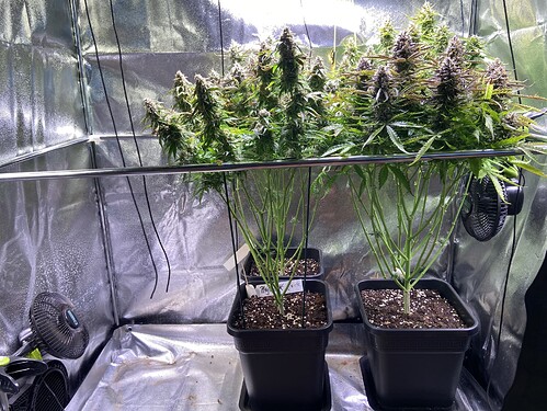 Growreport Bild 1