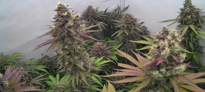 Growreport Bild 24