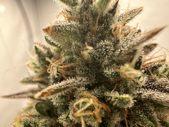 Growreport Bild 4
