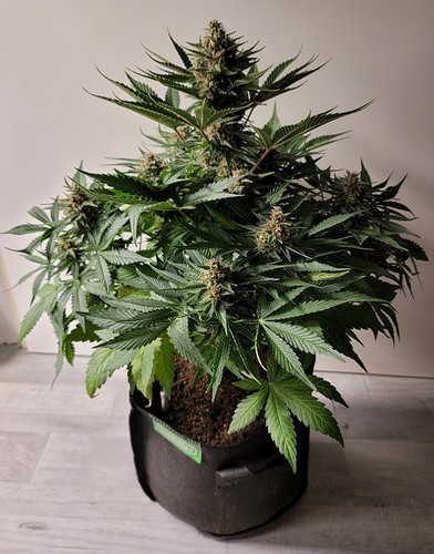 Growreport Bild 2