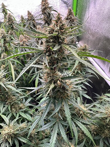 Growreport Bild 9