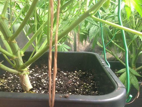 Growreport Bild 7