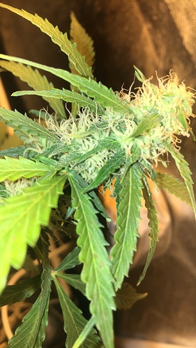 Growreport Bild 3