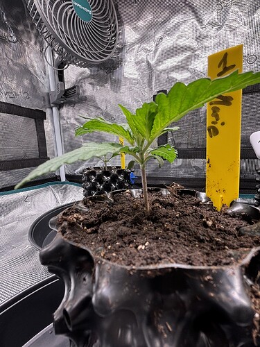Growreport Bild 61