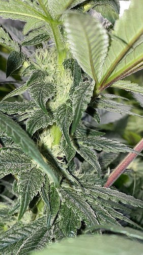 Growreport Bild 36