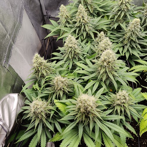 Growreport Bild 2