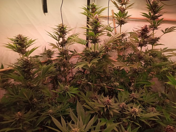 Growreport Bild 27